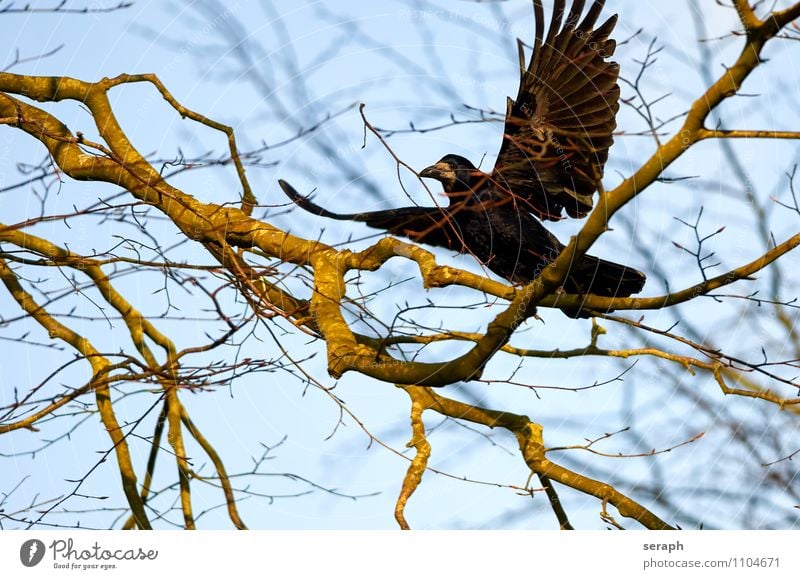 Nistmaterial Tier Vogel Flügel Feder Rabenvögel Krähe Natur Baum Ast Zweig Himmelszelt aussruhen fliegen Umweltschutz Baumkrone Wald Gebäude Frühling