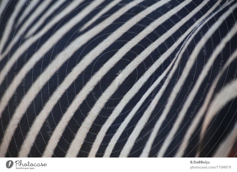 Gestreift... exotisch Ferien & Urlaub & Reisen Abenteuer Freiheit Safari Expedition Tier Wildtier Fell Zebra 1 ästhetisch wild schwarz weiß schön Neugier