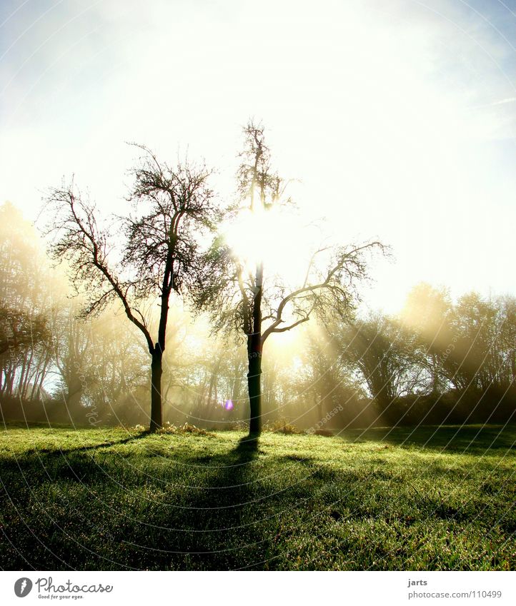 Herbstmorgen Nebel Sonnenstrahlen Baum Wiese Licht aufwachen Erkenntnis Frieden Himmelskörper & Weltall Morgen Beleuchtung herbstmorgen Natur jarts