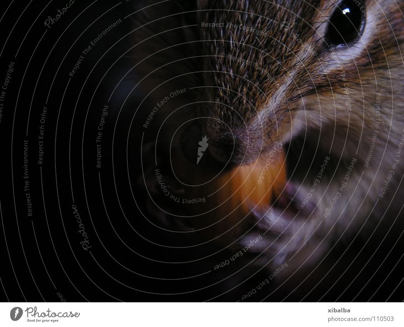 Streifenhörnchen Farbfoto Innenaufnahme Nahaufnahme Textfreiraum links Schatten Starke Tiefenschärfe Tierporträt Blick in die Kamera Lebensmittel Haustier
