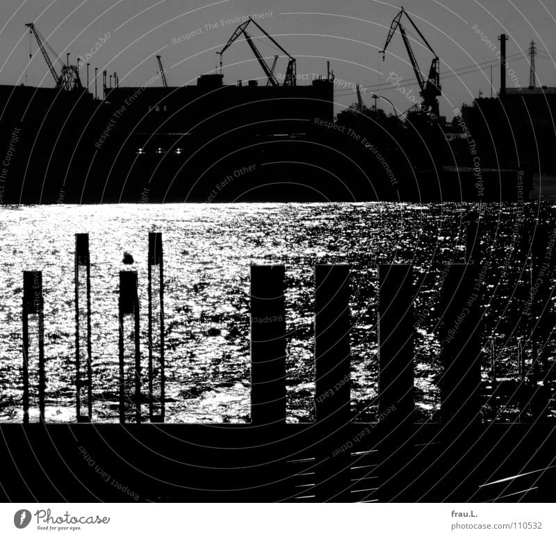 Hafen Sonne Wasser Hamburger Hafen Hafenstadt Schifffahrt schön Kran Schiffswerft Anlegestelle Möve Elbe Reflexion & Spiegelung Gegenlicht