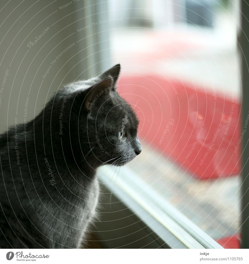 Mistwetter Häusliches Leben Spiegel Fenster Fensterscheibe Glasscheibe Veranda Balkontür Haustier Katze Tiergesicht 1 Blick warten Gefühle Stimmung Neugier