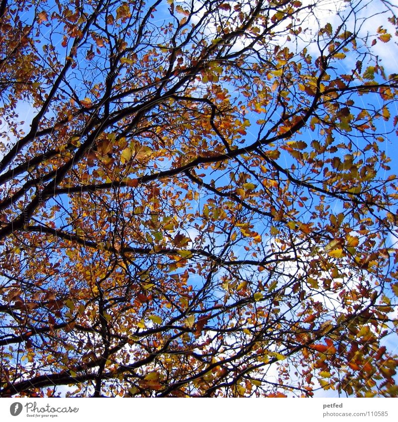 Mein geliebter Herbst Winter Baum Blatt Wolken weiß braun gelb verzweigt Jahreszeiten Himmel Ast Natur Leben blau Wetter welk