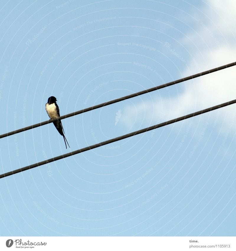 Kabelfernseher Technik & Technologie Energiewirtschaft Hochspannungsleitung Himmel Wolken Schönes Wetter Tier Vogel Schwalben Rauchschwalbe beobachten Blick
