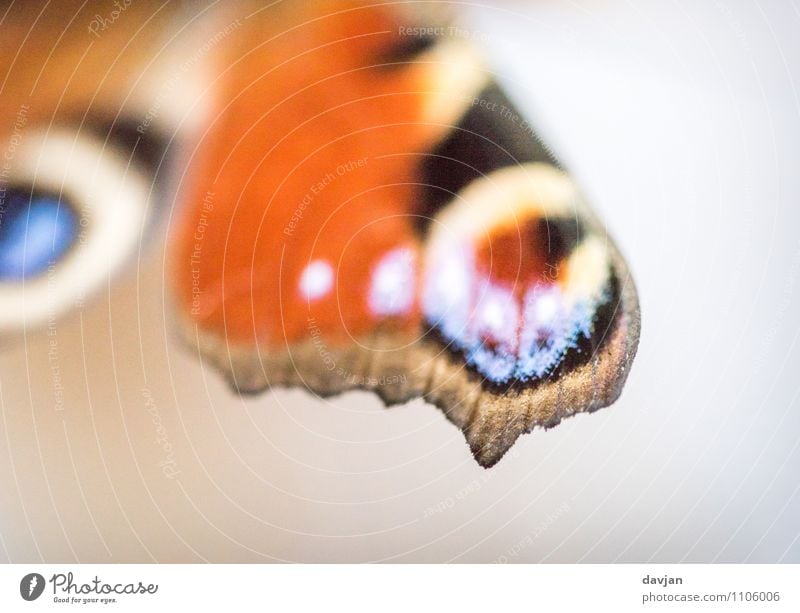 dots per inch Umwelt Natur Schmetterling Tagpfauenauge 1 Tier ästhetisch blau gelb orange schwarz weiß Flügel Insekt Tagfalter Augenflecken Auflösung Tarnung