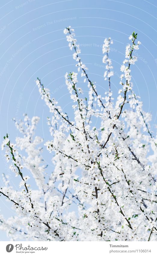 Fehl am Platz | Frühlingsblüte im August Natur Pflanze Himmel Blüte Insekt Blühend ästhetisch blau weiß Gefühle Lebensfreude Farbfoto Außenaufnahme Menschenleer