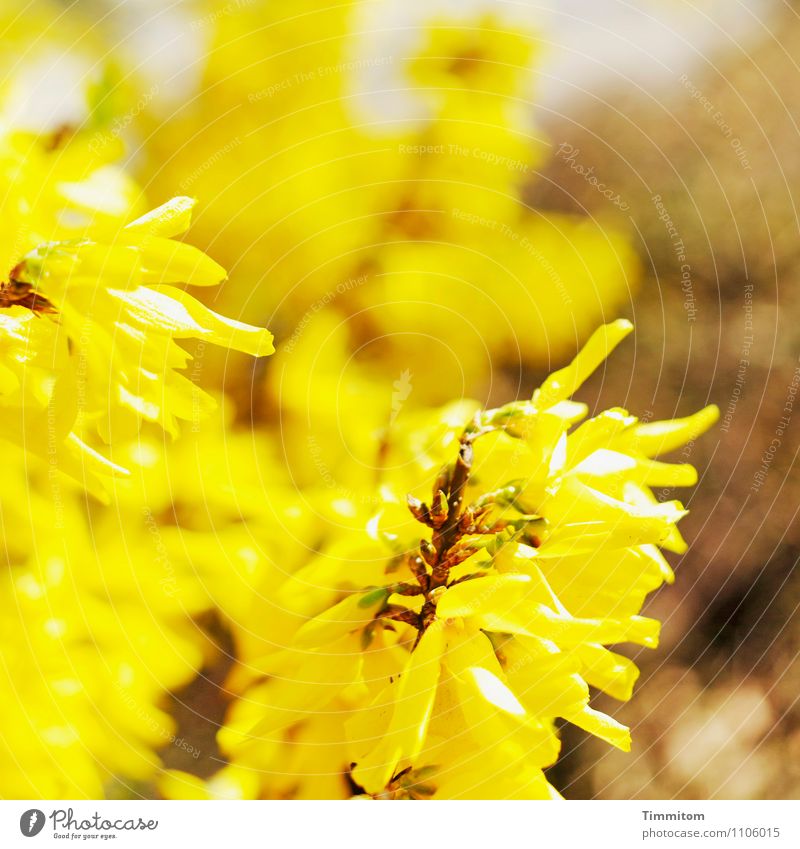 Happy Birthday barbaclara! Umwelt Natur Pflanze Blüte Blühend ästhetisch einfach braun gelb Gefühle hell Hoffnung Farbfoto Außenaufnahme Menschenleer Tag