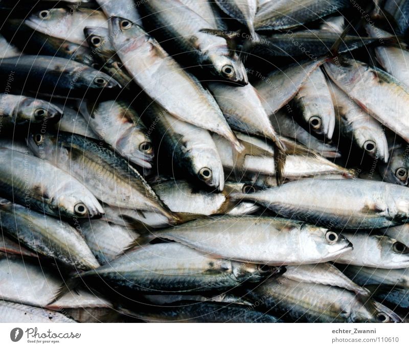 Fisch und fertig! Fischer Proviant Ernährung frisch Glätte Futter Meer Angebot Nachfrage Tier Müll lecker Lebensmittel kochen & garen Gastronomie Umwelt
