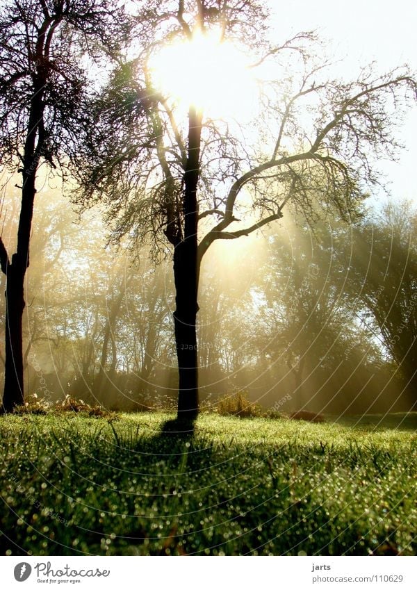 morning sunshine Sonnenstrahlen Licht Erkenntnis Baum Wiese Nebel Herbst Himmelskörper & Weltall schön Morgen Seil morgrntau jarts