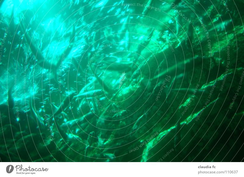 deep green Anhäufung Meer Tier Fisch Wasser Farbe tief Schwarm akquarium