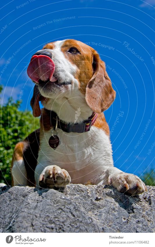 Beagleportrait Freundschaft Tier Felsen Haustier Hund Fell Pfote 1 Treue Portrait Hundekopf Tricolore dreifarbig Säugetier Hängeohr Jagdhund Spürhund