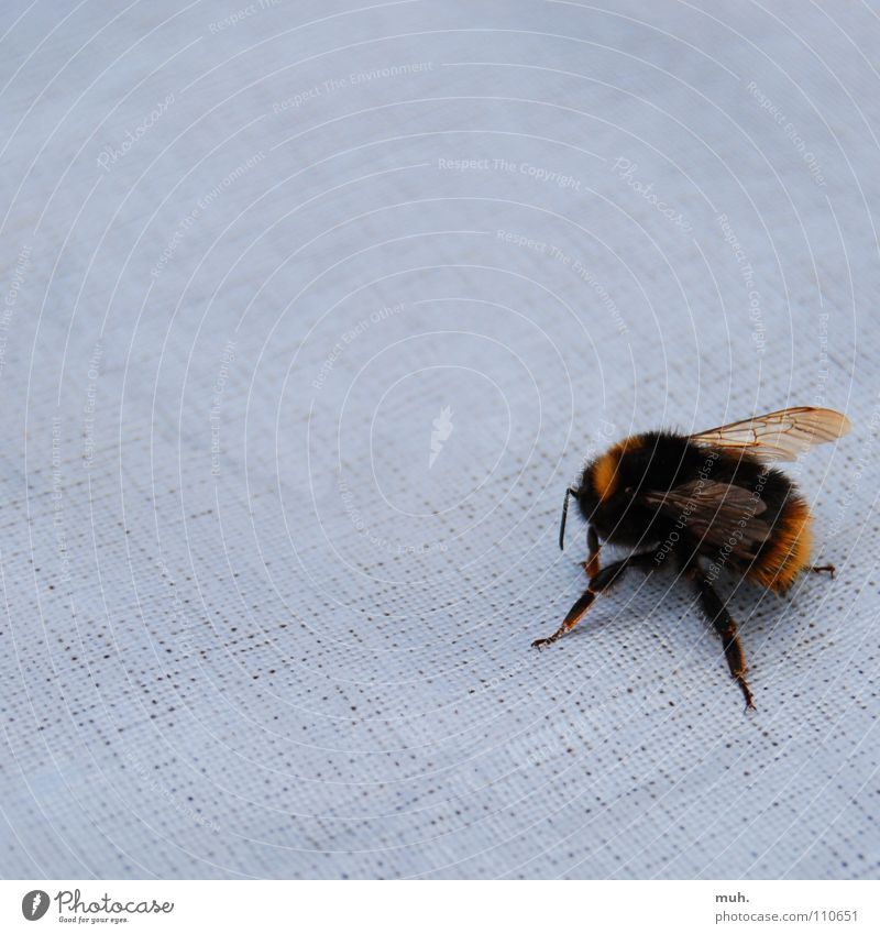Suchst du was...? Biene Wespen Suche Honig Blüte schwarz gelb Sommer gefährlich fliegen