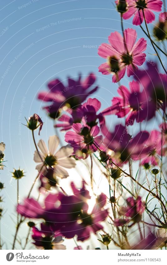 Kosmosblume Natur Pflanze Luft Himmel Sonne Sonnenaufgang Sonnenuntergang Sonnenlicht Klima Schönes Wetter Blume Gras Blatt Blüte Garten Park Feld Freude