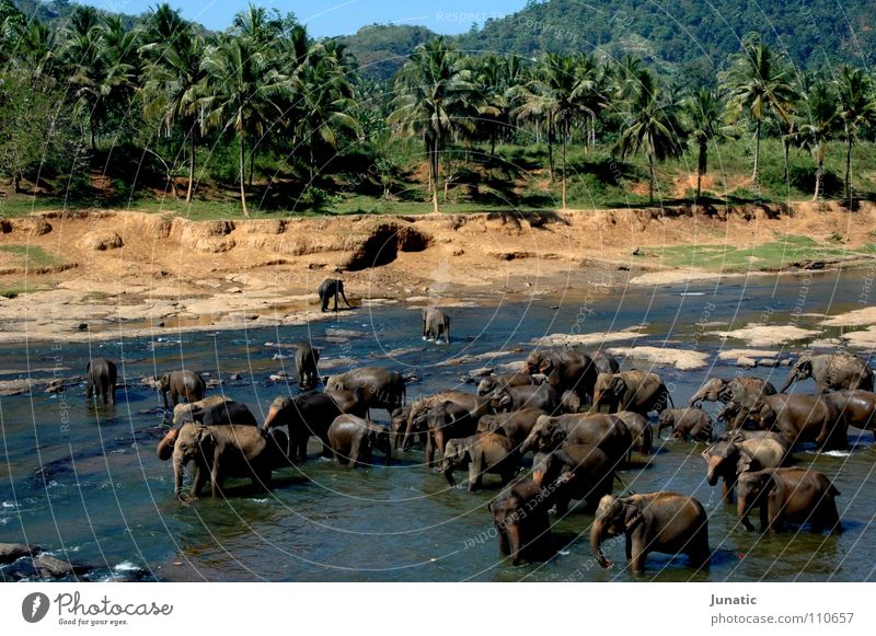 Hauptverkehrszeit Elefant Urwald Flußbett Indien kräftige Farben Intensivität Wasser