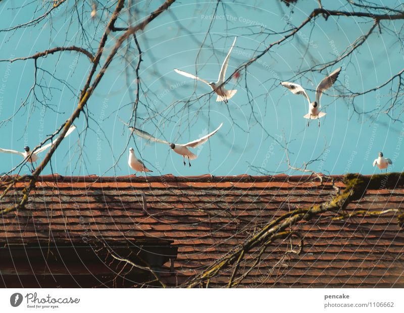 wasserzeichen | möwengeschrey Urelemente Himmel Frühling Baum Stadt Haus Dach Vogel Tiergruppe Schwarm Zeichen Brunft Bewegung fliegen Jagd Kommunizieren