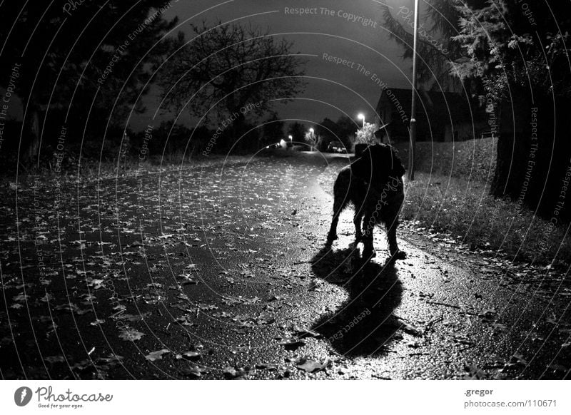 Novembernacht Nacht Oktober Herbst Blatt Hund Laterne Straßenbeleuchtung nass feucht Schlamm Regen unklar geheimnisvoll dunkel flau grau trüb Dämmerung