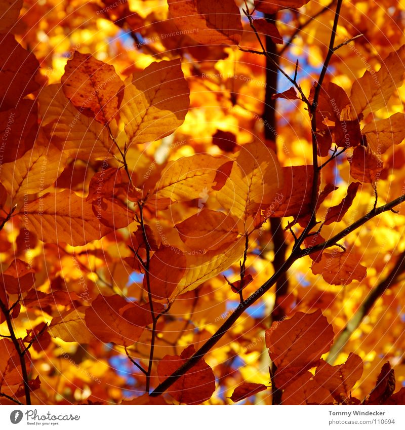 Blattgold Herbst Oktober November Baum Wald mehrfarbig gelb Pflanze Jahreszeiten Herbstfärbung braun Herbstlaub Herbstwald Laubbaum Eiche Landwirtschaft Park