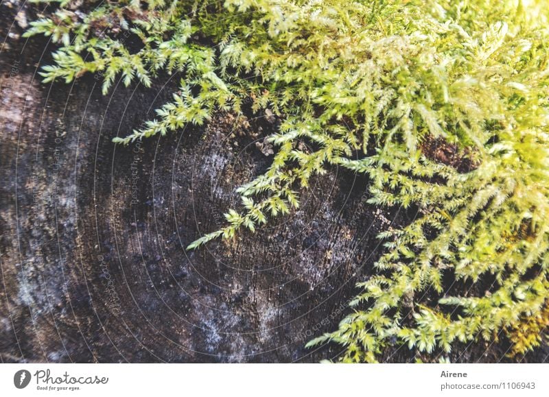 Zuwachs Pflanze Moos Baumstamm Holz Wachstum braun gelb grün nachhaltig Natur feucht hellgelb hellgrün holzig Außenaufnahme Menschenleer Textfreiraum links