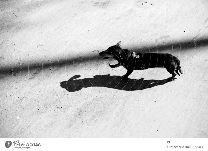 putzmunter Freude Freizeit & Hobby Schönes Wetter Tier Haustier Hund Dackel 1 Boden laufen Fröhlichkeit Lebensfreude Tierliebe Bewegung Wege & Pfade