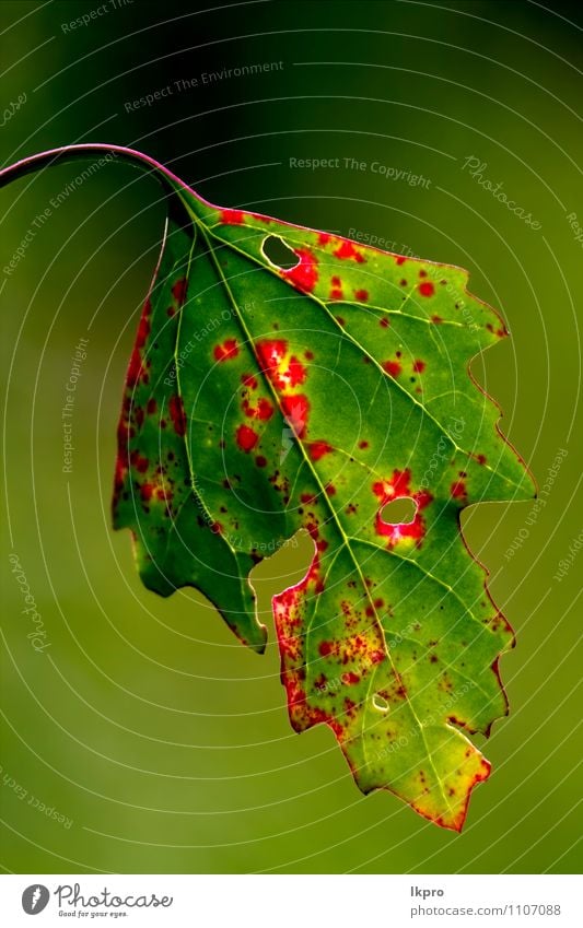ein Herbstblatt Umwelt Natur Urelemente Klima Klimawandel Schönes Wetter Wind Pflanze Blatt Wildpflanze alt gelb grün rot Farbe lkpro Foglia Autunno colori