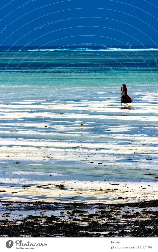 das meer auf zanzibar Strand Meer Mensch Umwelt Natur Landschaft Erde Sand Wasser Klima Schönes Wetter Stein blau Gefühle Farbe Panorama lkpro Sansibar Masai