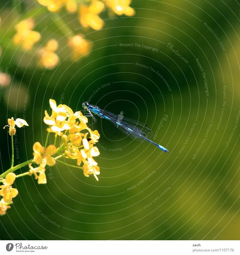 angedockt Frühling Sommer Pflanze Blume Gras Sträucher Blatt Blüte Grünpflanze Garten Wiese Tier Wildtier Insekt Libelle 1 fliegen blau gelb grün Farbfoto