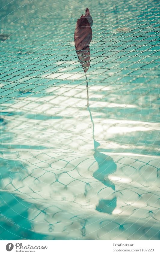 inthenet Umwelt Natur Wasser Sonne Klima Blatt ästhetisch nass natürlich blau türkis Netz Wellen Schwimmbad glänzend leuchten gefangen festhalten Farbfoto
