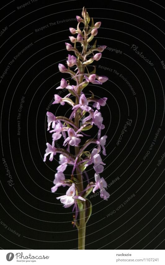 Muecken-Haendelwurz, Gymnadenia conopsea Natur Pflanze Blume Orchidee Blüte Wildpflanze Wiese frei violett schwarz Fliegen-Haendelwurz Knabenkraut Alpenblume