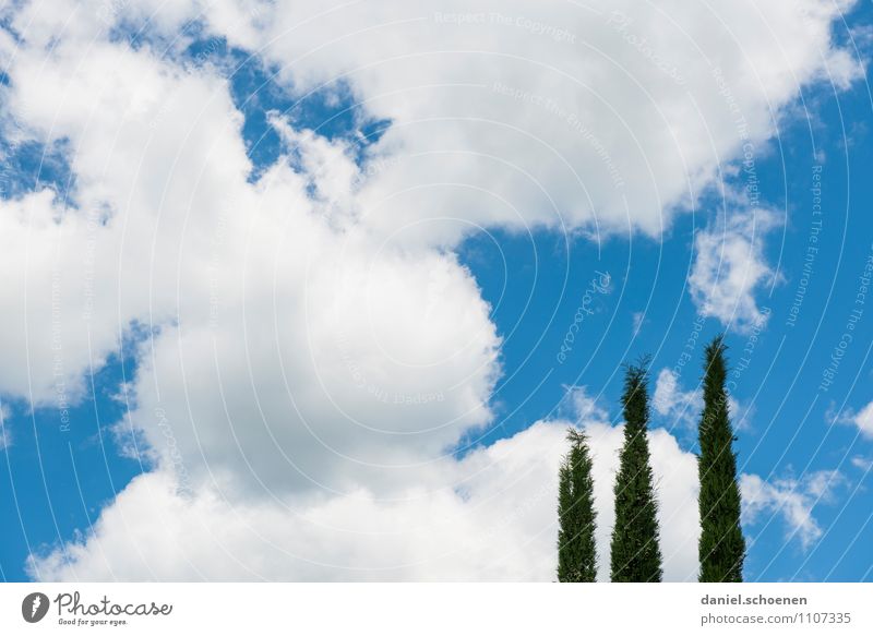 toskanischer Himmel Ferien & Urlaub & Reisen Sommer Sommerurlaub Sonne Natur Luft Wolken Klima Schönes Wetter Baum hell blau weiß Farbfoto Menschenleer