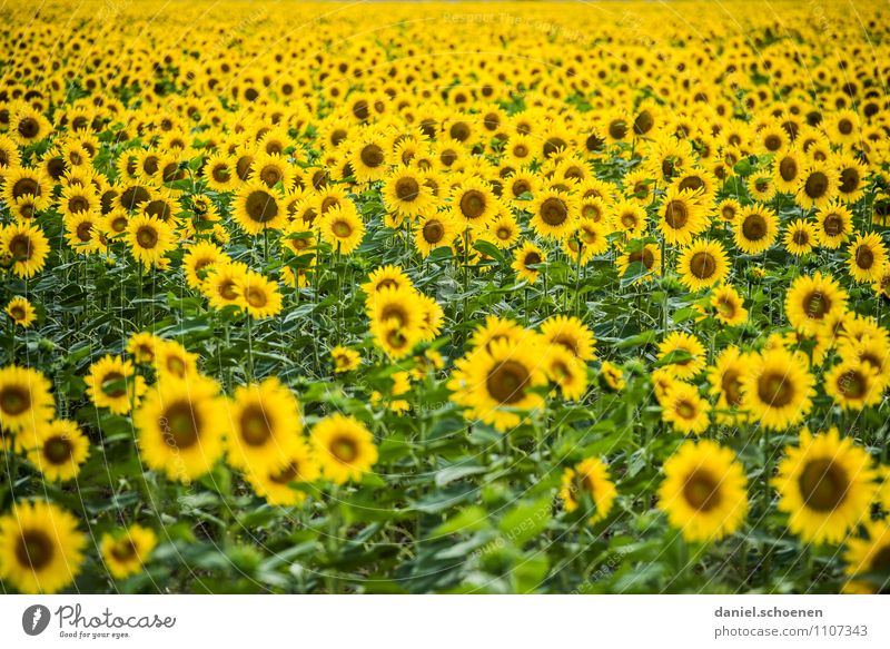 da lacht die Biene Natur Pflanze Sommer Blatt Blüte Nutzpflanze Feld Freundlichkeit Fröhlichkeit gelb grün Duft Farbfoto Menschenleer Weitwinkel