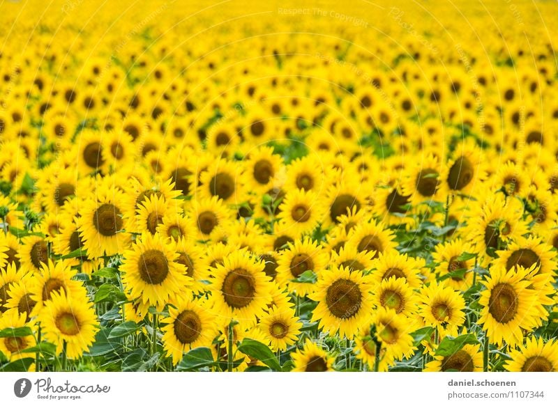 Sommer, Sonne, Sonnenblumen Natur Pflanze Schönes Wetter Blüte Nutzpflanze gelb grün mehrfarbig