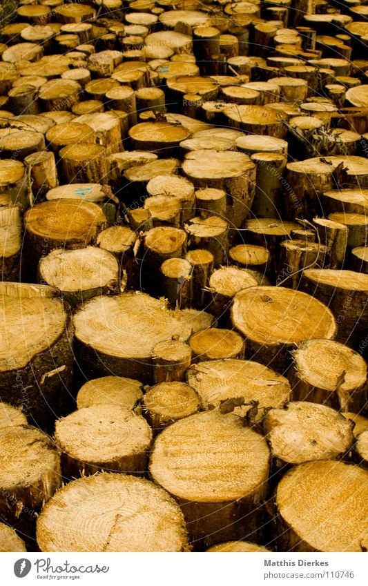 holz Schaden Wald Holz Haufen Stapel Muster rund Fichte Buche Linde Holzstapel Baumstamm Abholzung schwer Natur Kontrast mehrere Außenaufnahme Naturprodukt