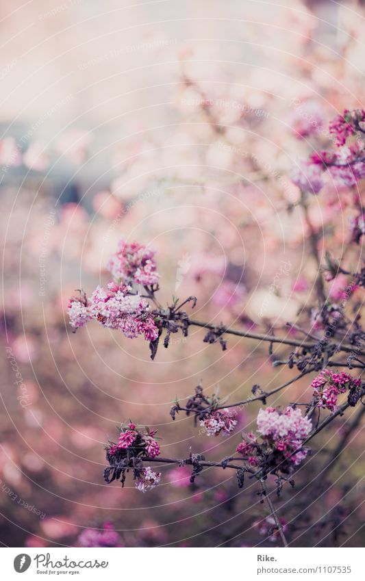 300 | Vergänglich. Umwelt Natur Pflanze Frühling Sommer Herbst Sträucher Blüte verblüht schön natürlich rosa Romantik Duft Ende Schwäche Traurigkeit Verfall