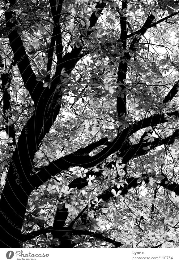 grauer Herbst Baum Blatt Herbstwetter Jahreszeiten schwarz weiß Wald Ast