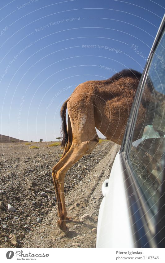 Kamel steckt im Auto fest Natur Landschaft Sonne Sommer Klima Schönes Wetter Wärme Dürre Wüste Autofahren Verkehrsunfall Straße Fahrzeug PKW Geländewagen Tier