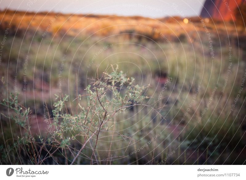 Natur Pur, Seltene  Sträucher und Kräter am Urulu ( Ayers Rock ) Northern Territory. Australien. Freude ruhig Ausflug Pflanze Wildpflanze Outback Menschenleer