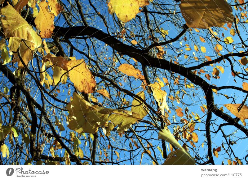 Blätterei Blatt Baum Herbst Außenaufnahme Natur Himmel Ast