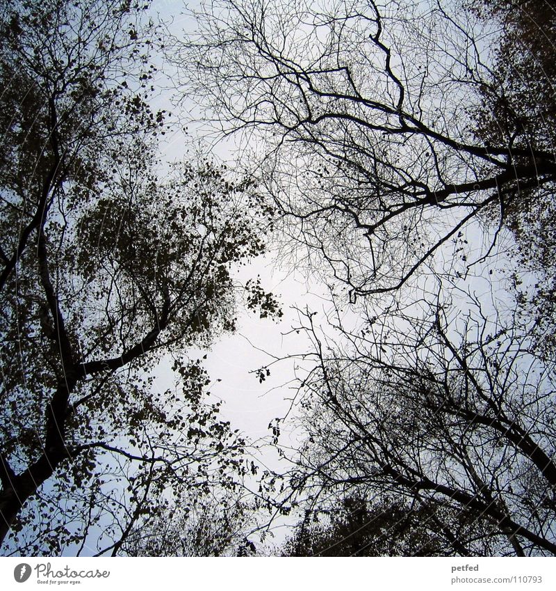 Baumkronen X Herbst Wald Blatt Winter schwarz weiß unten Wolken Himmel Ast Zweig Natur blau Schatten hoch fallen Wind