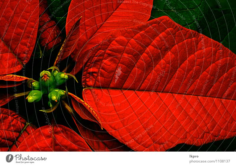 eine Nahaufnahme einer Noelblume Lifestyle Natur Pflanze Blume Garten Wald grün rot Gefühle lkpro selvatico Isola del Giglio fiore Stelo Blütenblatt Bratsche