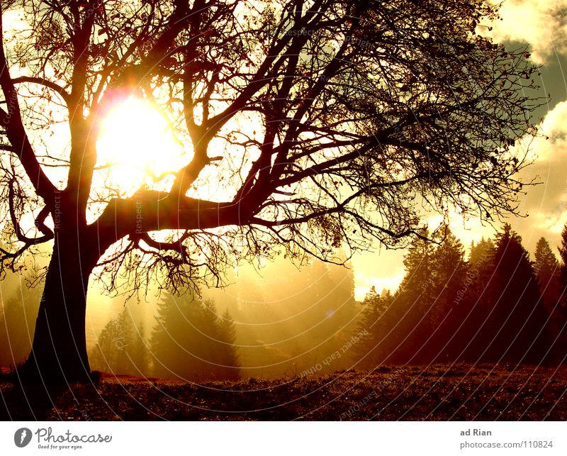 MIRACLE Sonne Himmel Wolken Herbst Wetter Wärme Baum kalt braun Erkenntnis Licht Gegenlicht Baumkrone Silhouette Naturwuchs Lichtstrahl Sonnenstrahlen