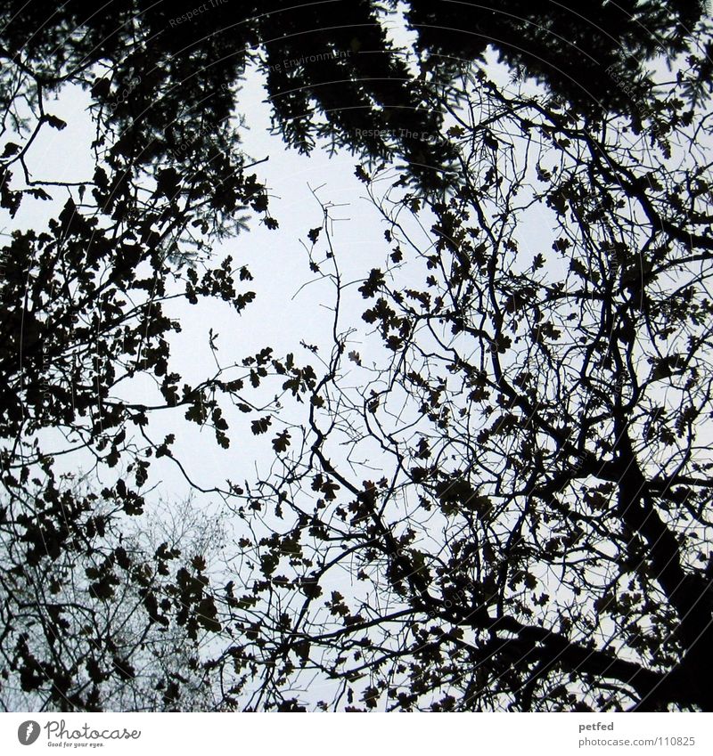 Baumkronen XI Herbst Wald Blatt Winter schwarz weiß unten Wolken Himmel Ast Zweig Natur blau Schatten hoch fallen Wind