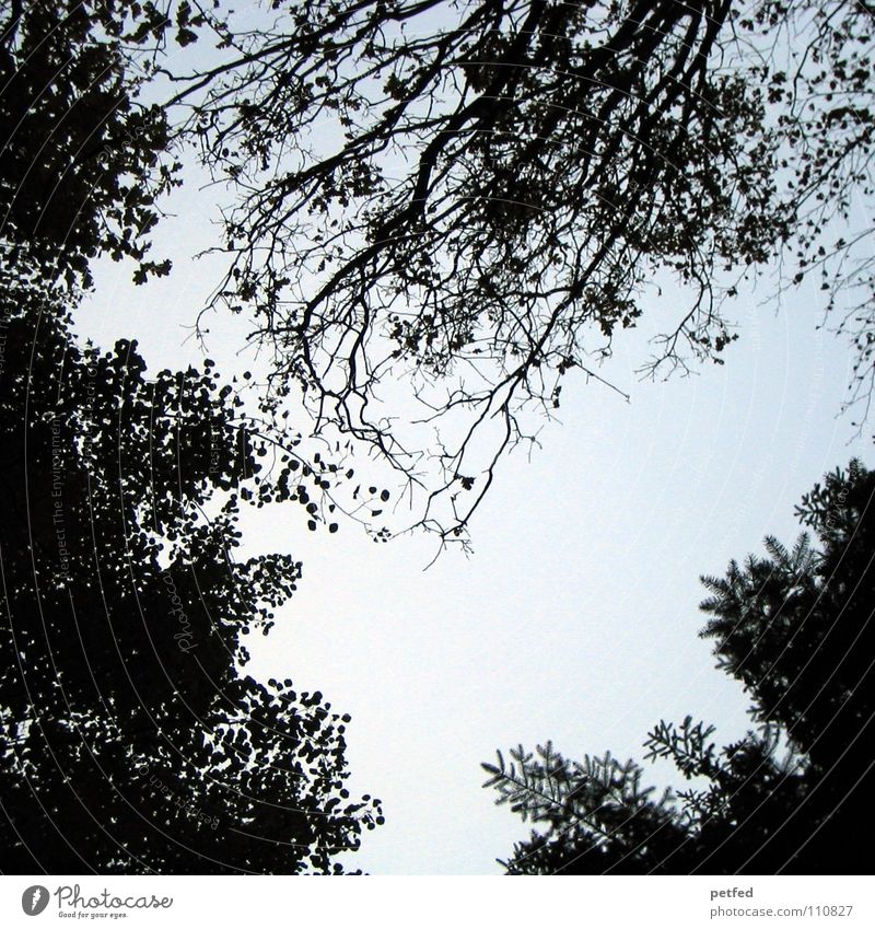 Baumkronen XIII Herbst Wald Blatt Winter schwarz weiß unten Wolken Himmel Ast Zweig Natur blau Schatten hoch fallen Wind