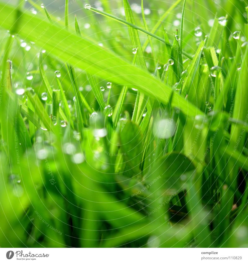 Wiese² Gras Tau Halm Park Nahaufnahme grün Sommer Frühling Klee nass feucht Alm rund eckig Pflanze Reifezeit Wachstum Umweltverschmutzung Sauberkeit Wasser