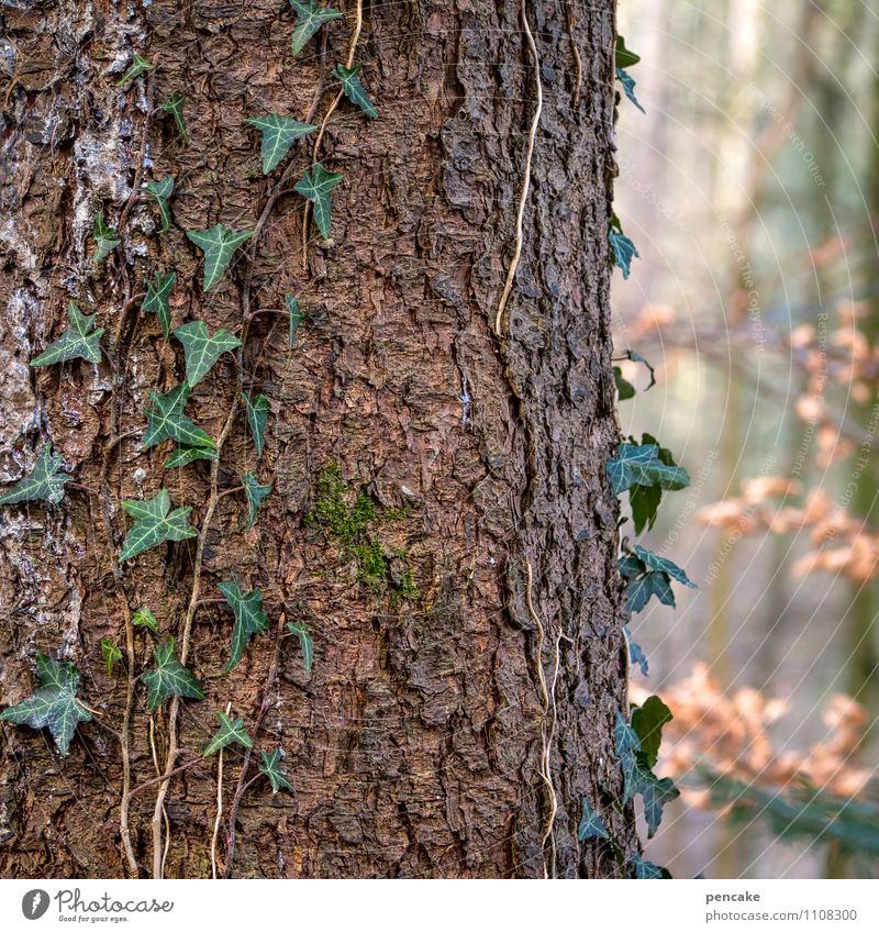 lebensadern Natur Urelemente Frühling Pflanze Baum Wald Zeichen Erfolg natürlich grün Partnerschaft Kontakt Leben Zusammenhalt Efeu Baumrinde Baumstamm