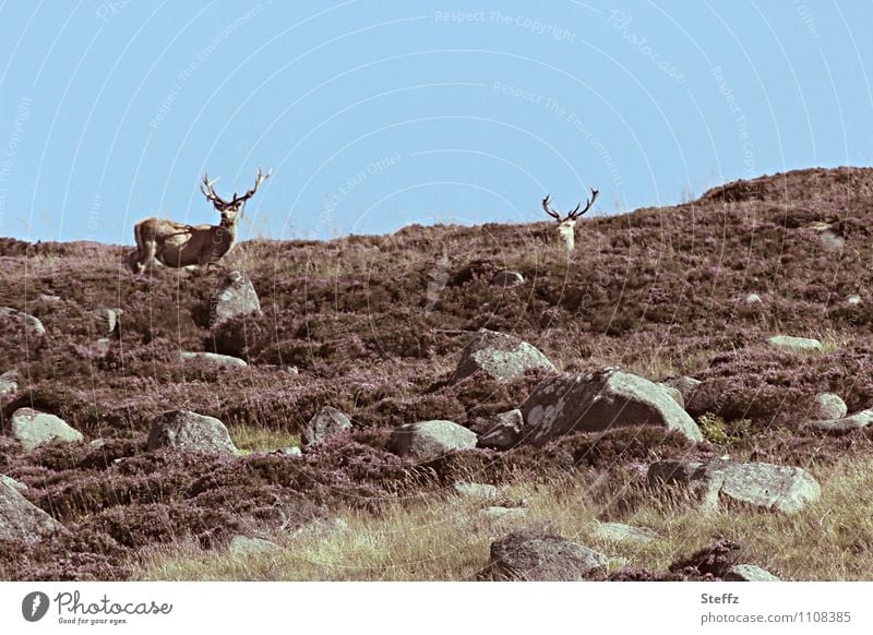 zwei Hirsche auf einem Hügel in Schottland Rothirsche Sommer in Schottland nordische Natur schottische Natur nordische Romantik schottische Landschaft
