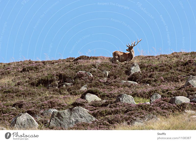 Rothirsch in Schottland Hirsch Heide nordische Romantik wilde Natur karge Landschaft nordische Landschaft schottische Landschaft schottische Natur