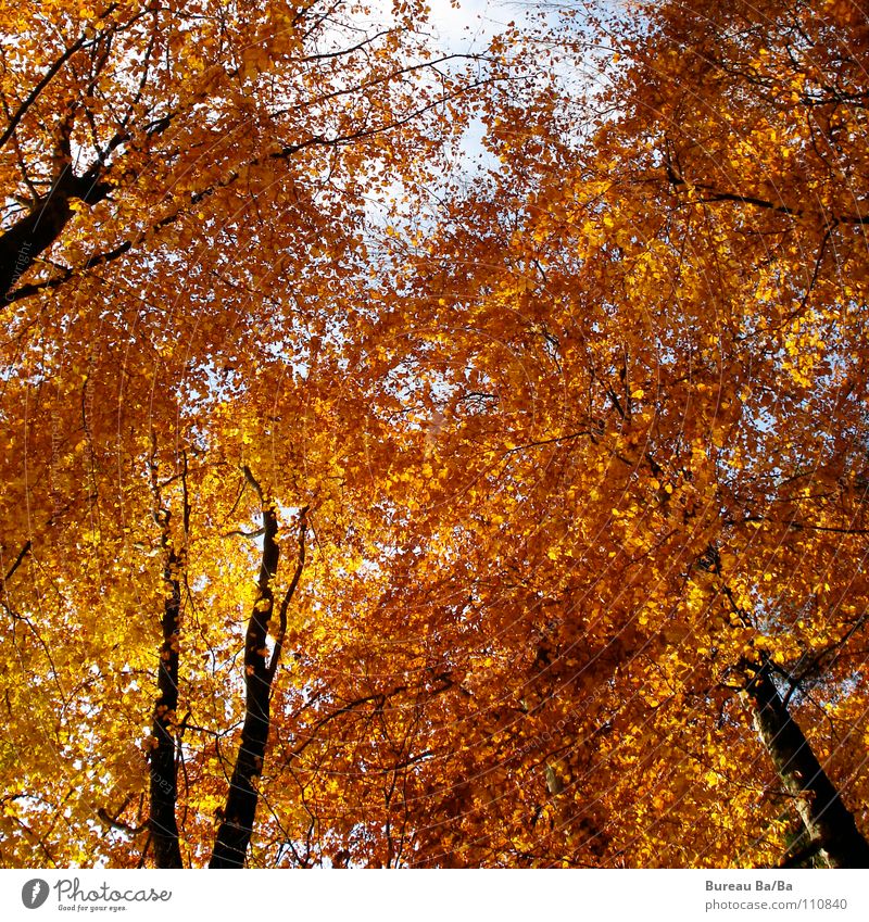 Goldrausch Wald Blatt Baum gelb braun Rascheln ruhig herbt Himmel blau orange Wind Ast geborgendheit