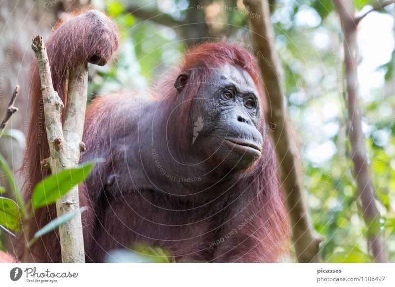 Orang Utan im Regenwald Wildtier Tiergesicht Orang-Utan 1 Abenteuer Indonesien Asien Borneo Urwald Farbfoto Außenaufnahme Menschenleer Tag Tierporträt