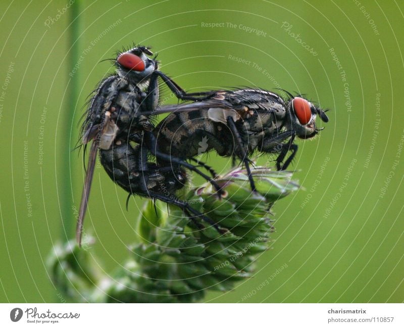 Fliecken Makroaufnahme Insekt grün Nahaufnahme fliegen Natur Brachycera Flügel