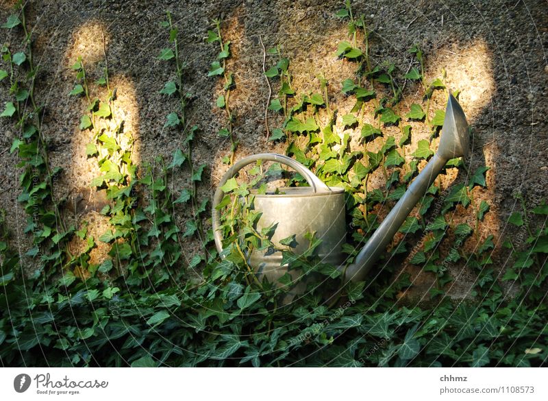 Verwunschen Gärtner Gartenarbeit Pflanze Efeu Mauer Wand Kannen Gießkanne Metall geheimnisvoll Verhext Sonnenstrahlen Zink verzinkt bewachsen Farbfoto